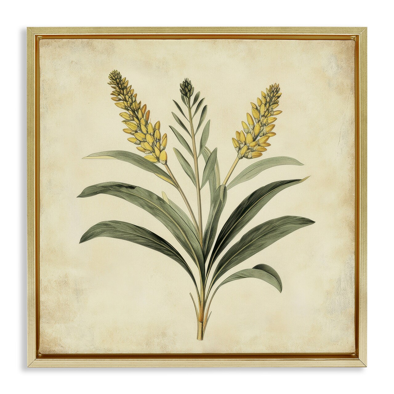 Stupell Industries Vintage Yellow Wheat Illustration Floating Frame, design by Petal Prints Design